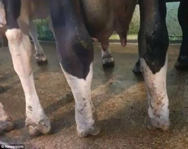 Imagens perturbadoras de vacas com as pernas deformadas, feridas e inchadas comprovam os maus-tratos | Foto: Newsroom