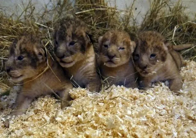 quatro filhotes de leão no zoo sueco 