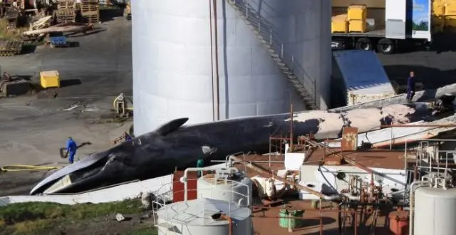 Uma baleia-comum, ameaçada de extinção, foi morta pela empresa baleeira Hvalur hf, desafiando a proibição internacional de caça às baleias.