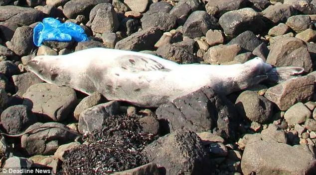 Cadáver de foca