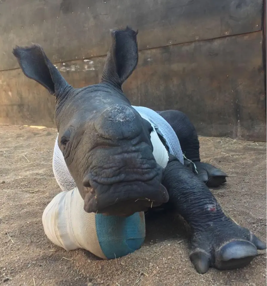 Apesar de gravemente ferido o bebê rinoceronte se recupera bem | Foto: Care for Wild