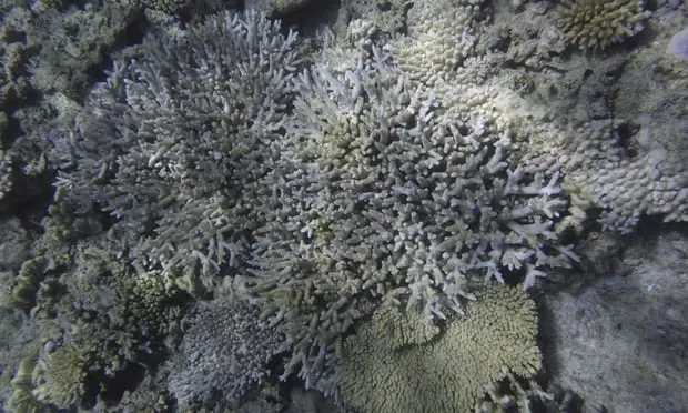 corais sofreram o fenômeno de branqueamento 