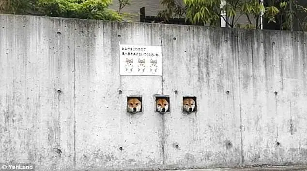 Os cães, que são da raça Shiba Inu, ficam com as cabeças enfiadas nos buracos na parede, o único contato que tem com a rua | Foto: Instagram