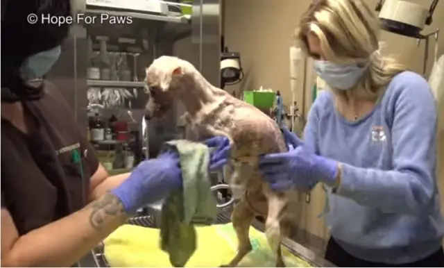 Cachorrinha após o resgate recebendo os cuidados médicos
