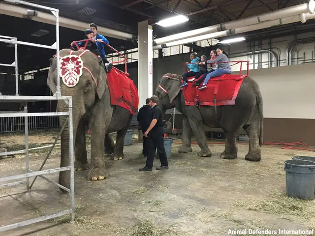E os elefantes ainda são obrigados, após o show, a carregar crianças em suas costas | Foto: Animal Defenders Internaional