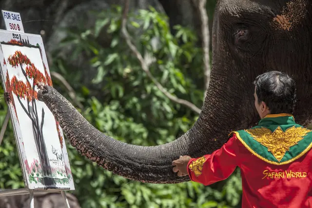 Elefante é obrigado por treinador a pintar um quadro em zoológico na Tailândia. 