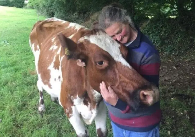 Fazendeira aposentada abraça uma de suas vacas antes de mandá-las para santuário. 