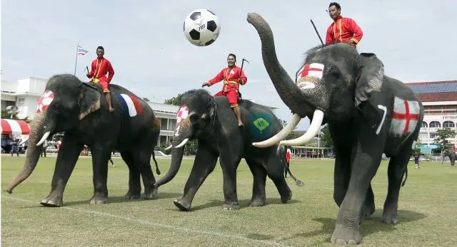 Elefantes são forçados a jogar futebol