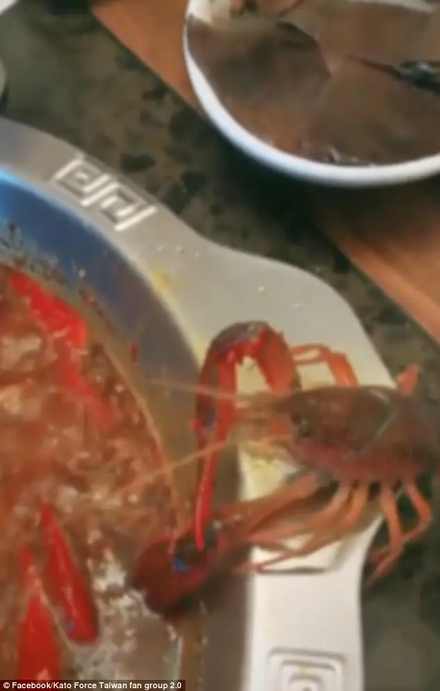 Em sua luta árdua pela sobrevivência o lagostim não hesita em se livrar de uma das garras | Foto: Divulgação