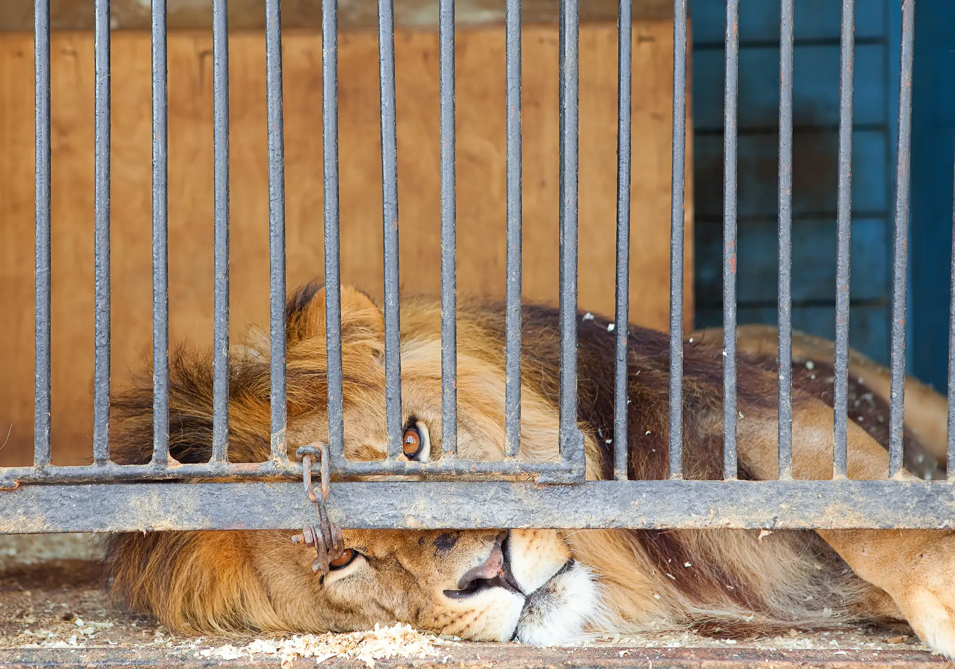 Feitos para serem livres, leões morrem aos poucos em cativeiro | Foto: Big Cats Allies