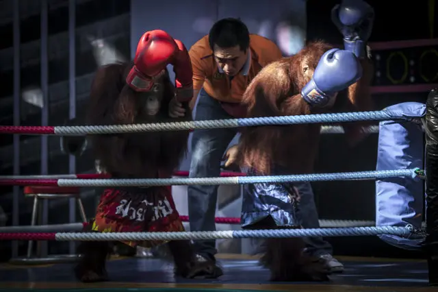 Dois macacos são obrigados a lutarem boxe.
