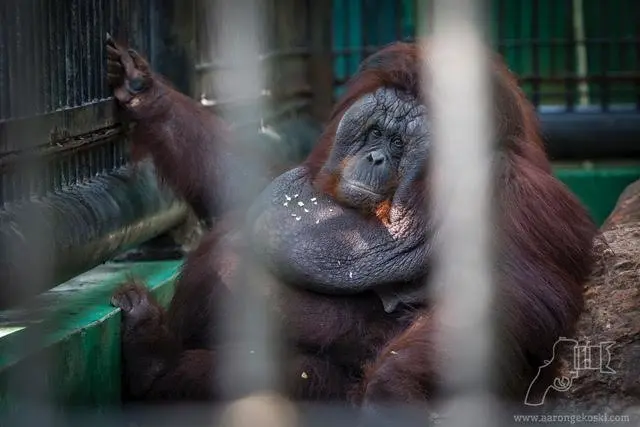 Um orangotango sozinho e obeso em cativeiro