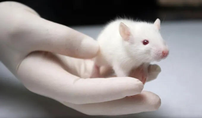 Assim como os ratos, os demais animais usados em testes de laboratório podem estar perto de serem definitivamente liberados de tal função cruel | National Toxicology Program