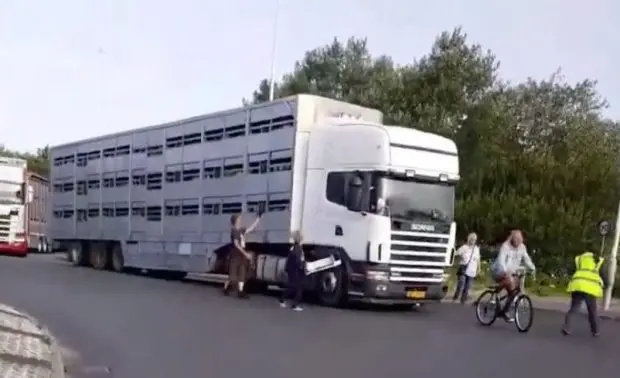 Uma centena de manifestantes defensores dos direitos animais bloqueou um caminhão cheio de ovelhas destinadas à exportação em porto na Inglaterra.
