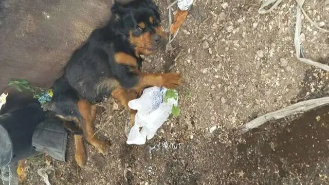 Uma cachorra abandonada por seu tutor foi encontrada desnutrida, exausta, cheia de pulgas e carrapatos e não conseguia levantar a cabeça nem andar.