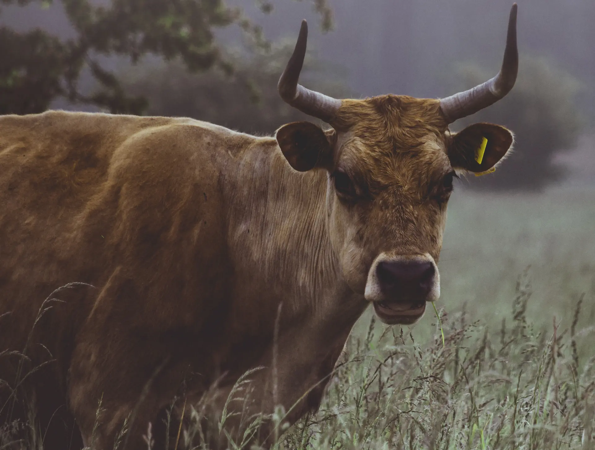 Não há registros de vacas explodindo por não terem seu leite roubado por humanos | Foto: Karsten Wurth