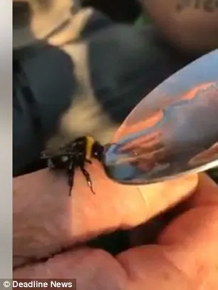 Um vídeo ultrajante de um homem intoxicando uma abelha com ecstasy foi postado no Facebook na última terça-feira (17) e gerou revolta. 