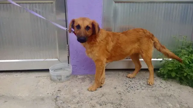 A cachorra Fifi foi abandonada em uma avenida na Zona Sul de São Paulo com sua irmã, Neguinha, que infelizmente morreu atropelada. 