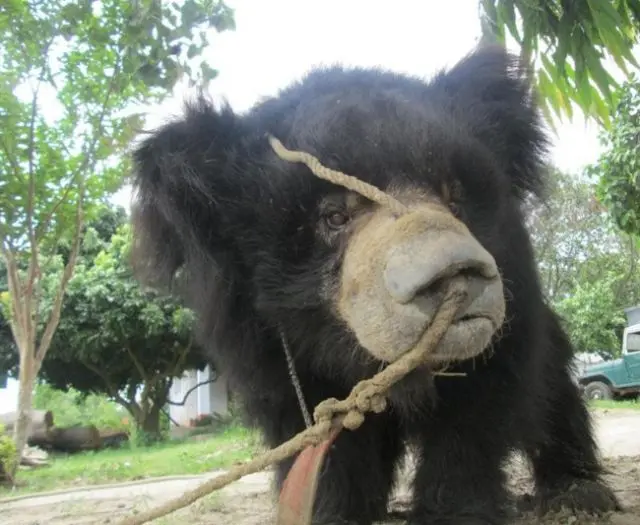 O último urso dançarino do Nepal instalou-se em seu novo lar na Unidade de Resgate de Ursos da Wildlife SOS em Agra, na Índia, após meses de espera.