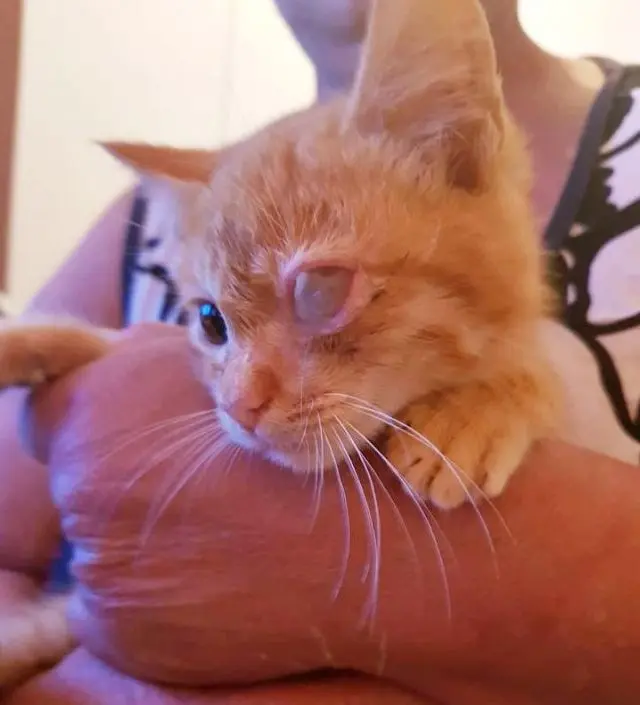 Este gatinho laranja foi encontrado jogado em uma caçamba na Zona Lesta de São Paulo e precisa de ajuda para custear uma cirurgia em seu olho esquerdo.