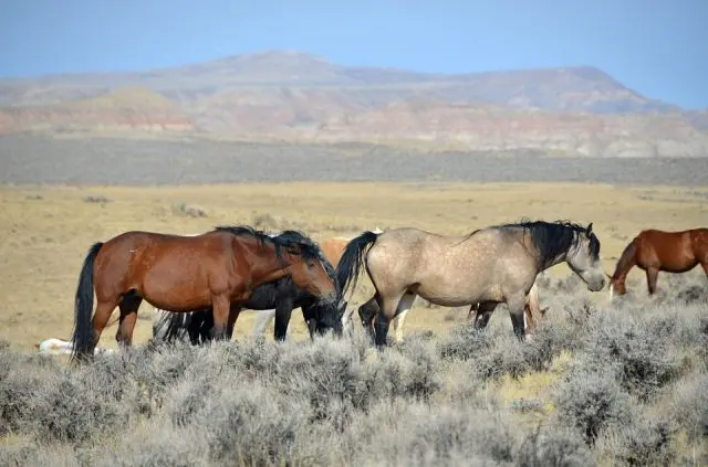 Voluntários e autoridades do governo estão se esforçando para proteger os cavalos selvagens que habitam o oeste dos Estados Unidos, da seca na região. 