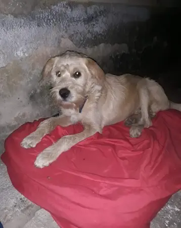Um cachorrinho mix Poodle abandonado na Zona Norte de São Paulo precisa de resgate pois está dormindo na rua e corre risco de vida.
