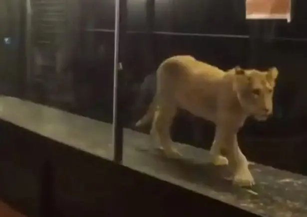 Uma filmagem retrata a cafeteria Mevzoo mantendo um leão magro em uma estreita jaula de vidro para entreter seus clientes. 