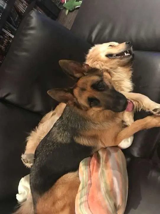 A amizade entre as cadelas Ryker e Bailey é a prova de que os opostos se atraem. Enquanto Ryker, é extremamente agitada, Bailey, é muito calma.