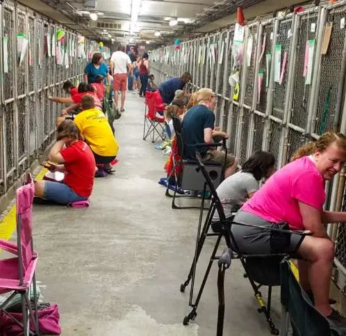 Durante as celebrações do dia 4 de julho, moradores de uma cidade do Arizona passaram a noite acalmando cães em um abrigo de animais.