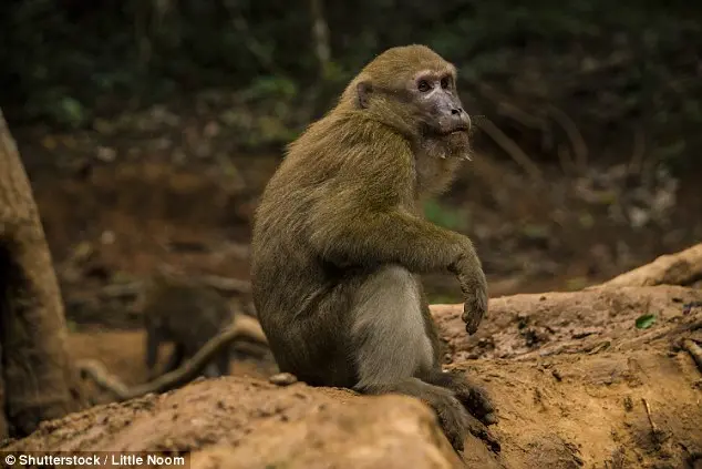 Um macaco bebê de uma espécie rara foi salvo de um traficante na cidade de Jinghong, no sudoeste da China, por uma amante dos animais.