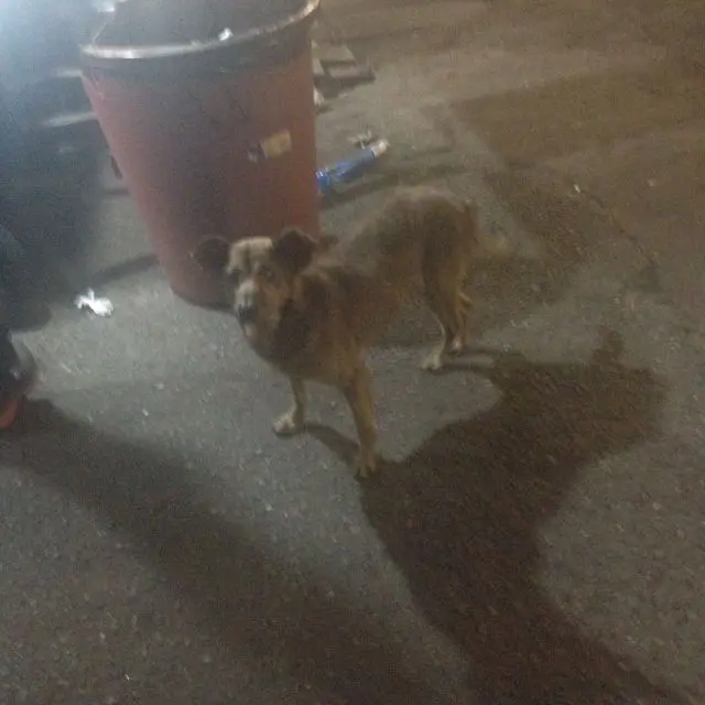 Esse cãozinho abandonado passa seus dias na Rua Godofredo Osório de Moraes, em Ferraz de Vasconcellos (SP), em busca de comida. 