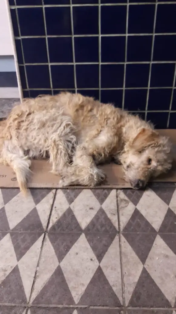 Um cachorro abandonado no Itaim Paulista, na Zona Leste de São Paulo, perdeu os movimentos após tomar chuva e ficar no frio.