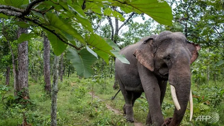 No Vitenã restaram apenas 80 elefantes em cativeiro e cerca de 100 na selva | Foto: Thanh NGUYEN