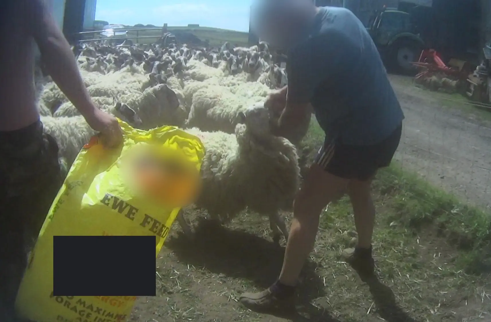 Ovelhas são agredidas em indústria de lã na Escócia.