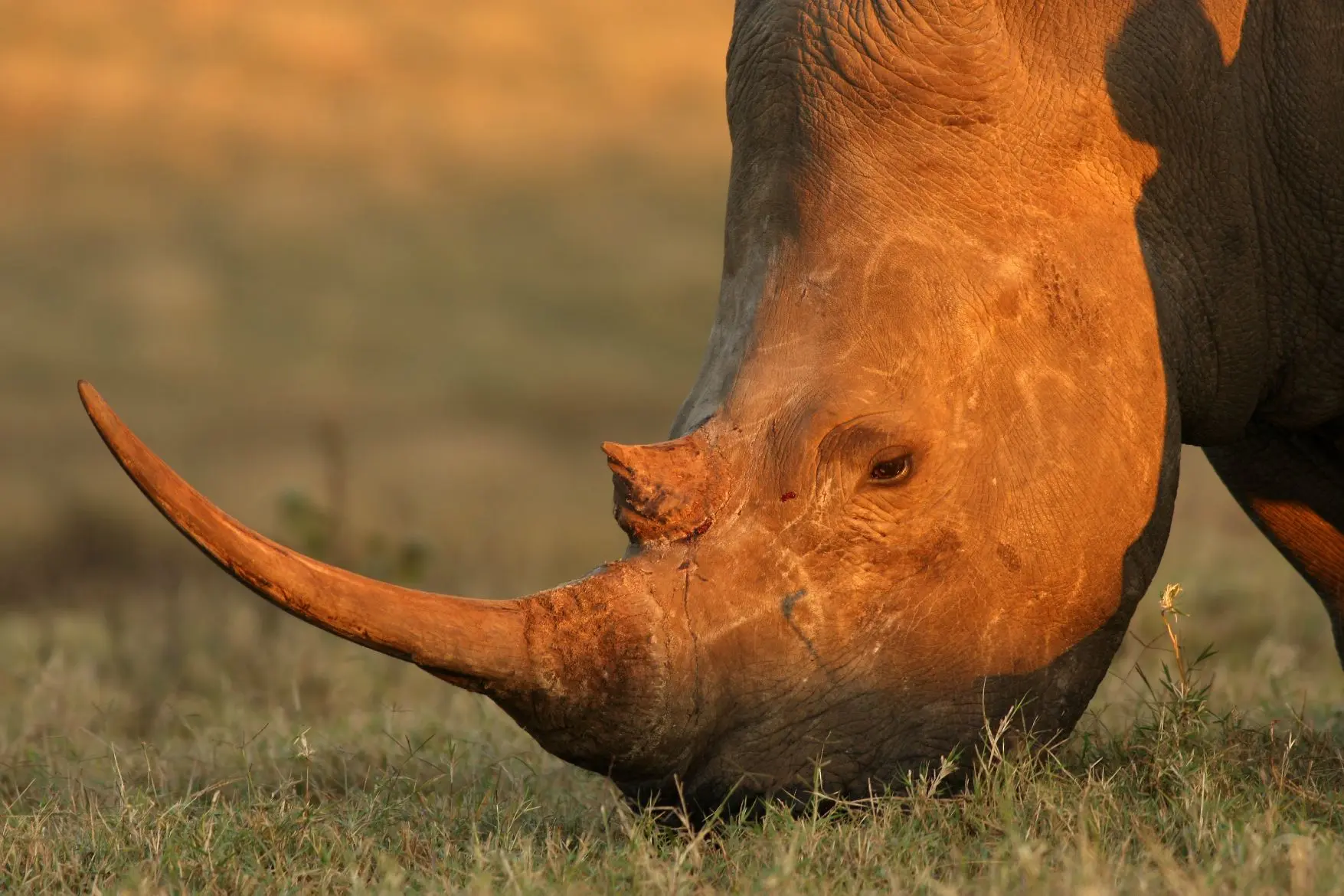 Rinoceronte negro se alimenta de grama em habitat natural