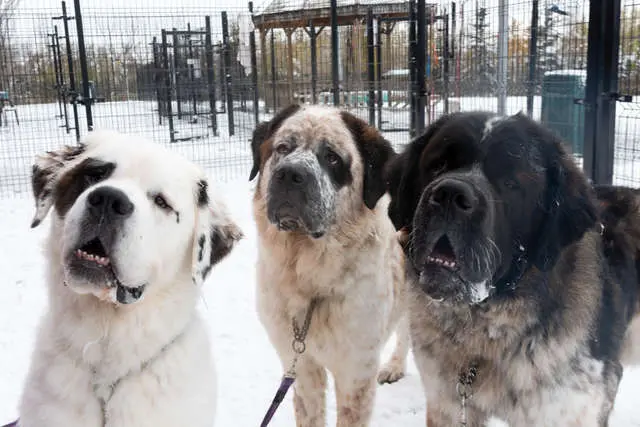 Os três irmãos são bernardo sempre inseparáveis aguardam por um lar e uma família | Foto: Edmonton Humane Society