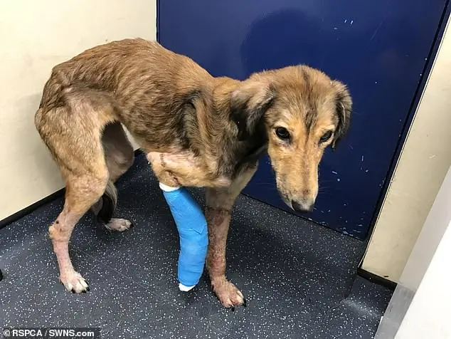 Muito magra, com a pata quebrada e sarna sarcóptica nas patas, a cadelinha Susie recebe tratamento no hospital veterinário | Foto: RSPCA