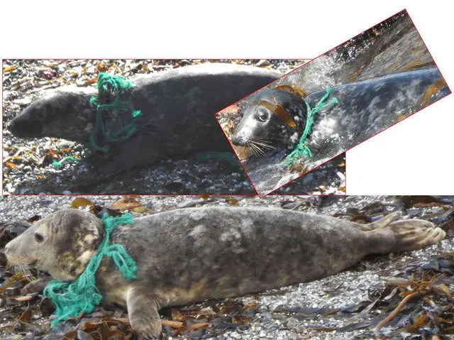 Foto: Cornwall Seal Group Research Trust