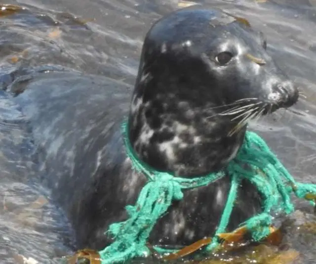 Restos de rede de pesca presos aos pescoço da foca por pouco não causaram sua morte | Foto: Cornwall Seal Group Research Trust