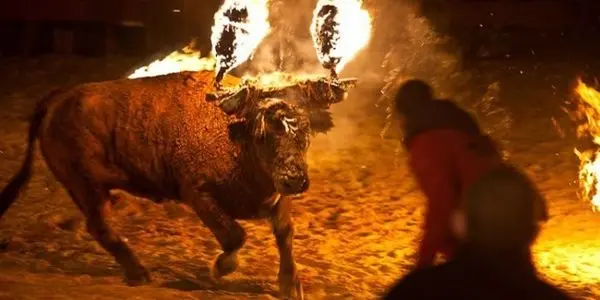 O touro assustado tenta se livrar do fogo desesperadamente enquanto corre pelas ruas | Foto: Care2