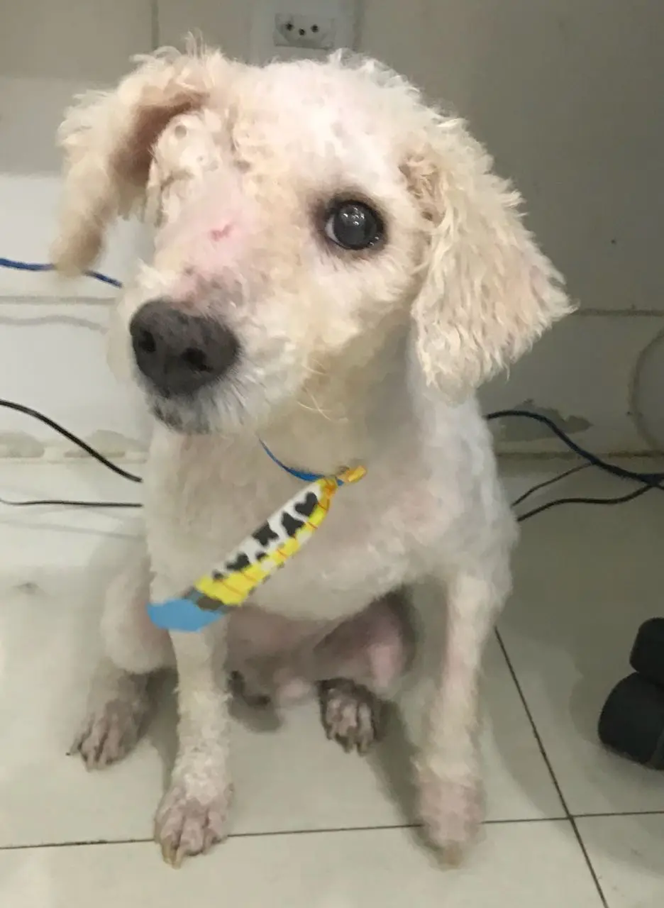 Davi após as cirurgias reparadoras, o cão perdeu um olho porém terá uma vida normal | Foto: Dra. Ludmila Chaar