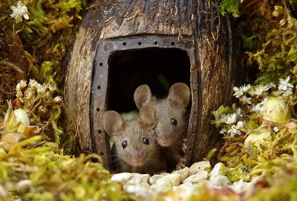 Família de ratinhos desfruta de proteção e brigo em seu novo lar | Foto: Simon Dell