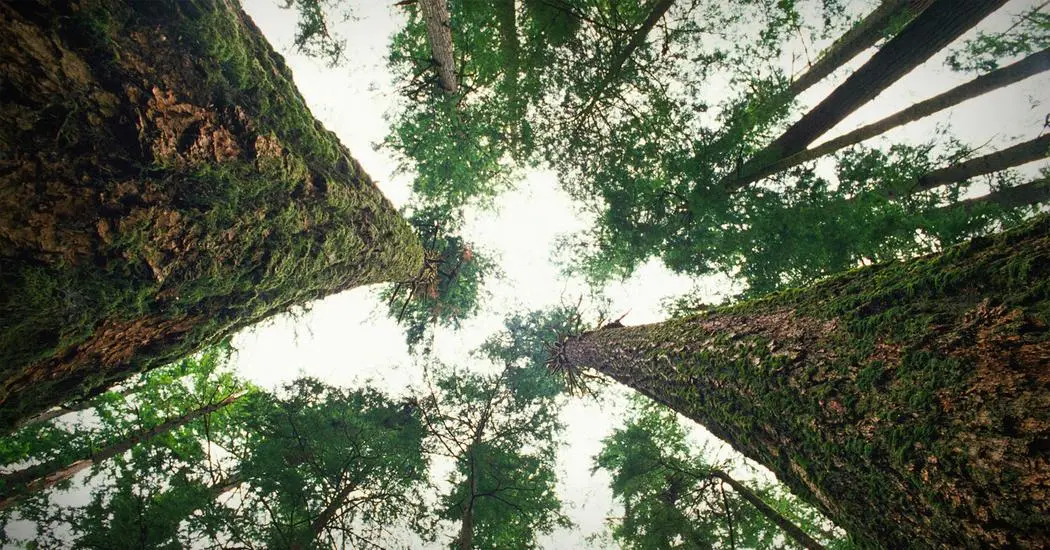 Estudo publicado na revista Earth's Future revela que apenas o plantio de mais árvores não é suficiente para conter o aquecimento global | Foto: Reprodução/Pinterest