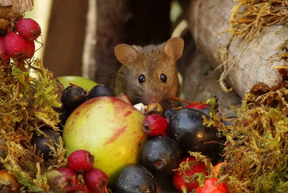 Fartura de alimentos e abrigo atraiu e cativou os ratinhos | Foto: Simon Dell