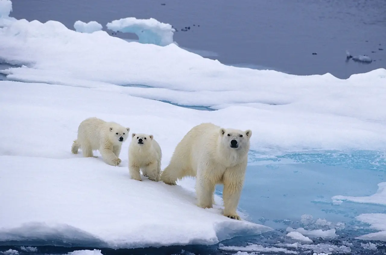 Uma família de três ursos polares na beira de um bloco de gelo. A mãe está na ponta, à direita. Seus dois filhotes estão à sua esquerda. Todos os três olham para a câmera.