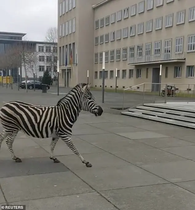 Zebra correndo pela cidade