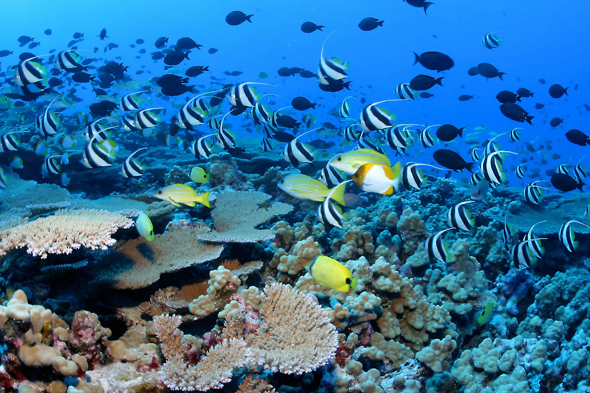 Peixes de várias espécies nadam em diferentes direções. No canto inferior esquerdo, corais.