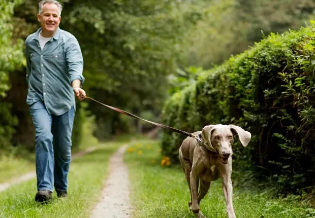 Um homem passeando com seu cachorro em um corredor gramado ladeado por cercas vivas. O cachorro é cinza e está no lado direito da imagem, o homem está à sua esquerda.