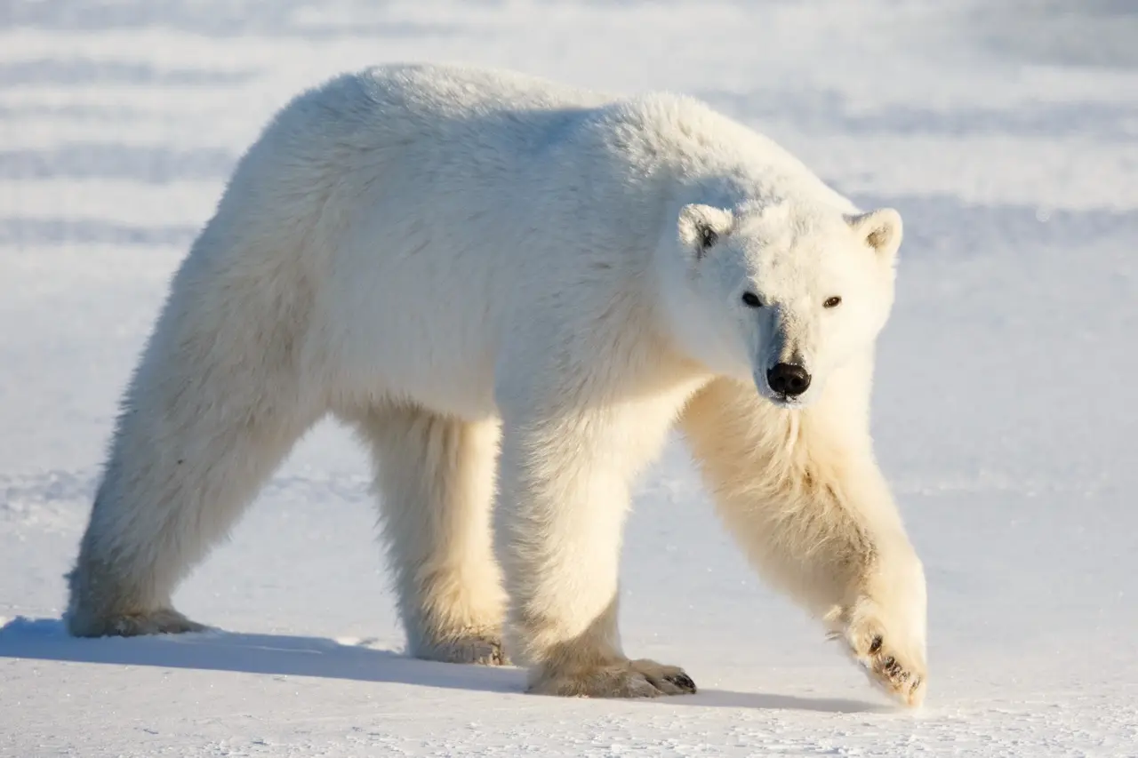 Um urso polar andando no gelo. Uma de suas patas está levantada para dar mais um passo.