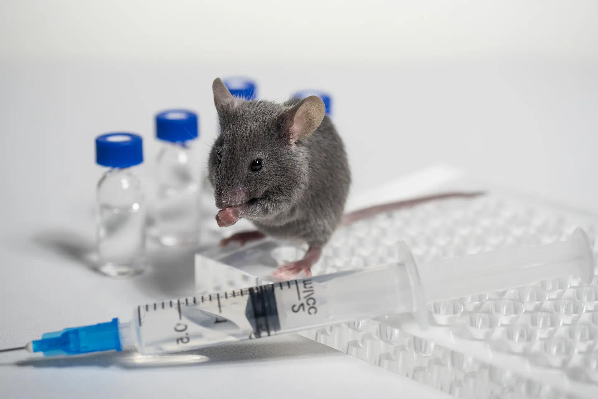 um ratinho cinza em meio a equipamentos científicos